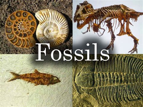 how long does it take to make a fossil